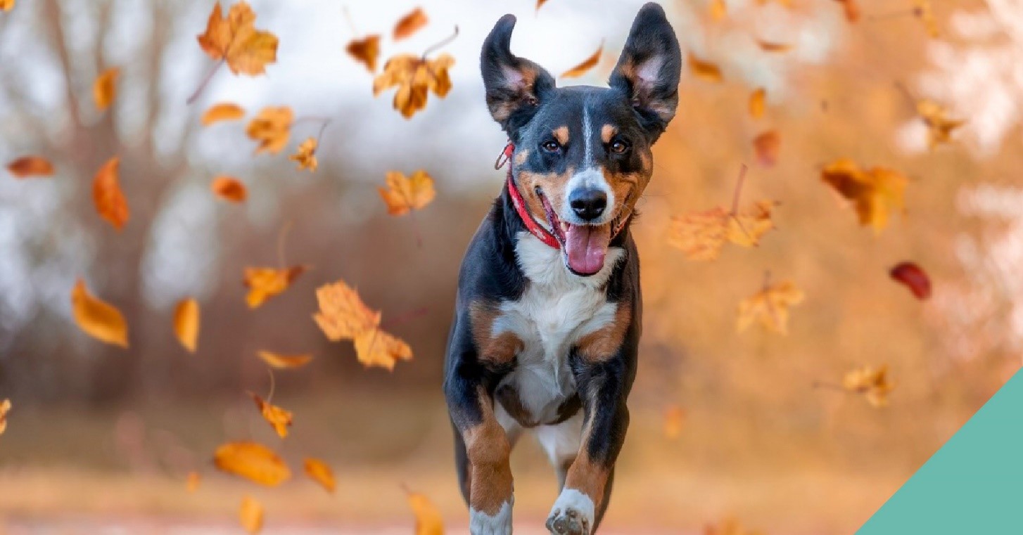 Dog running in Autumn