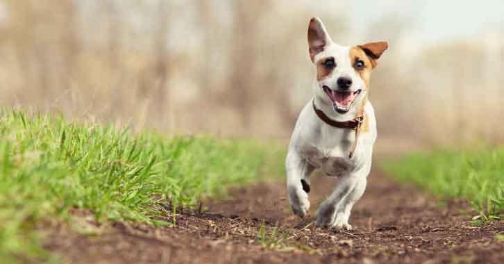 Dog running along path