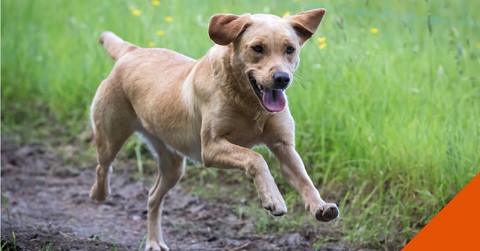 Dog running through a muddy field