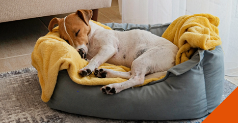 Dog sleeping cosily on a dog bed