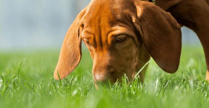 pet-allergies-gower-vets
