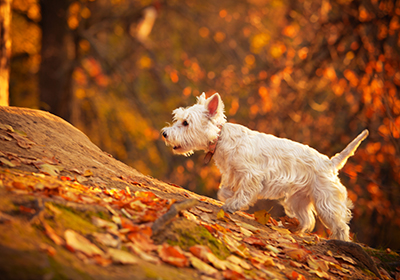 Dog walking in Autumn