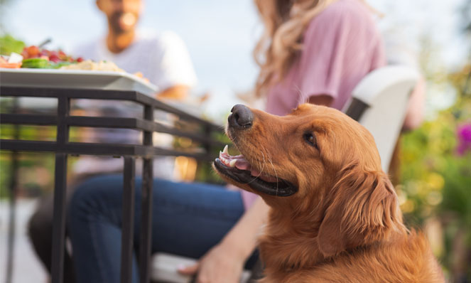 Dog looking wistfully at a picnic table
