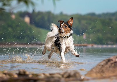 A dog playing in shallow water