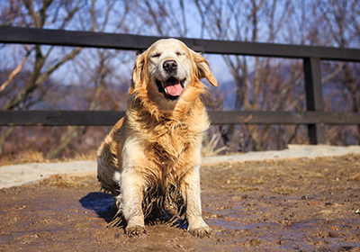 Funny dog sitting in mud puddle. Dirty golden retriever outdoors
