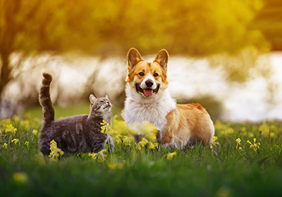 A cat and a dog standing on a sunny field