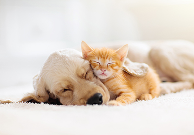 Dog and kitten cuddling