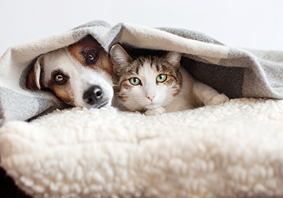 A dog and a cat lying under a blanket