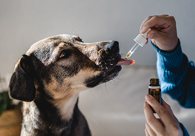 Dog being fed medicine via pipette
