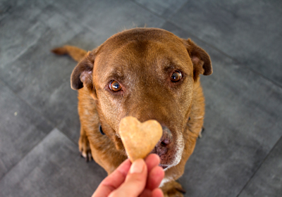 A dog looking at a heart shaped treat