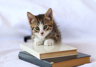Cat sitting on pile of books