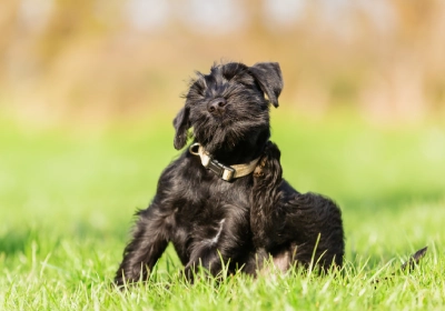 A dog scratching themself on a field