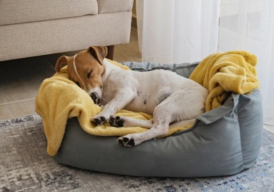 Dog lying on a bed