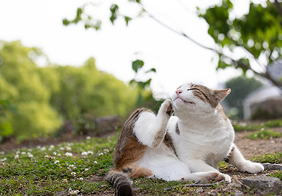 Cat scratching itself outside