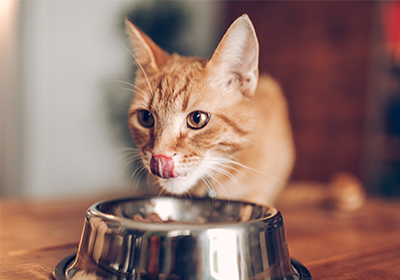 Cat eating from a metal bowl