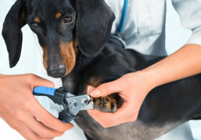Dog having nail clipped