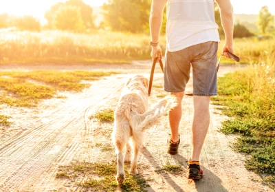 A dog being walked on a sunny field