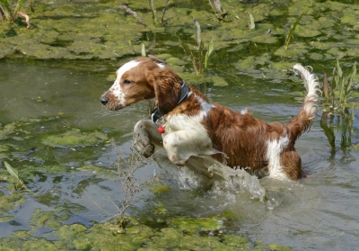 Dog running in shallow lake water