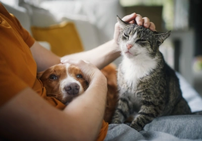 A cat and dog in their owner's lap