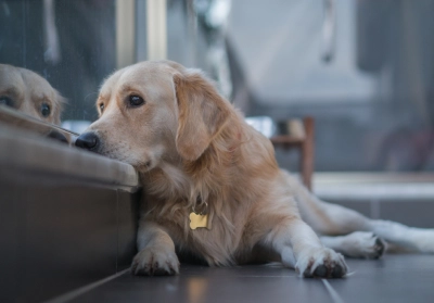 Dog lying down and looking anxious