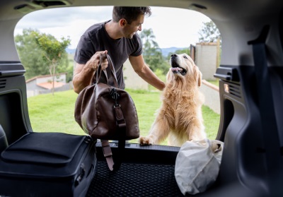 Dog getting into the back of a car.