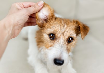 Dog having its ear inspected