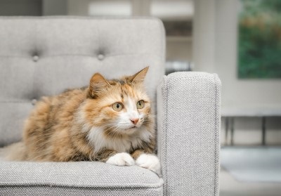 Anxious looking cat sat on a sofa