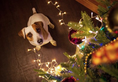 A dog standing at the bottom of a Christmas tree
