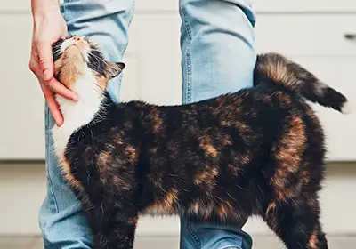 A cat rubbing on a person's legs