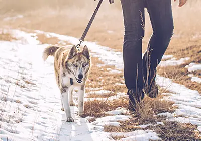 Dog being walked on a path in winter