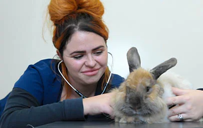rabbit vaccinations