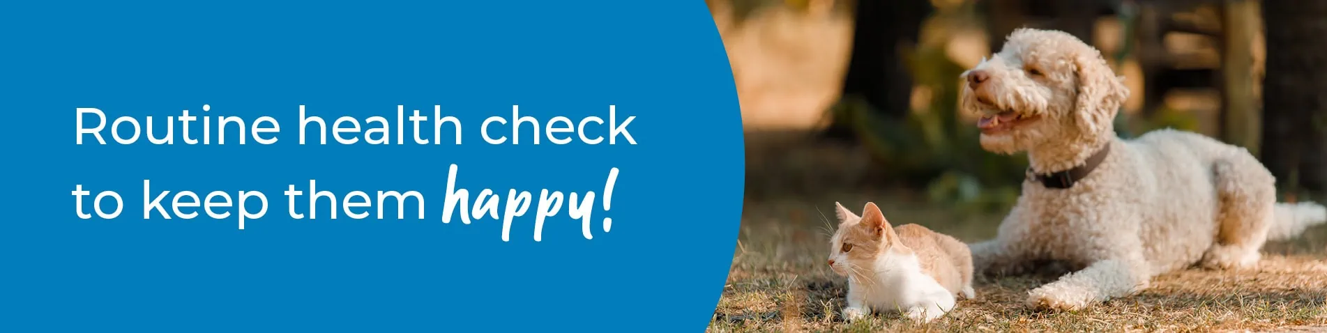 Pet Health Check in Swansea | Preventative Vet Care | Gower Vets 