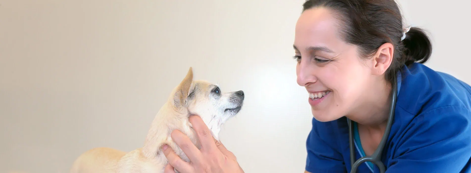 Gower Veterinary Clinic | Vet in Swansea | Vets Near Me