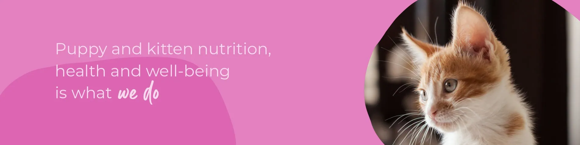 Start of Life for Your Puppy or Kitten