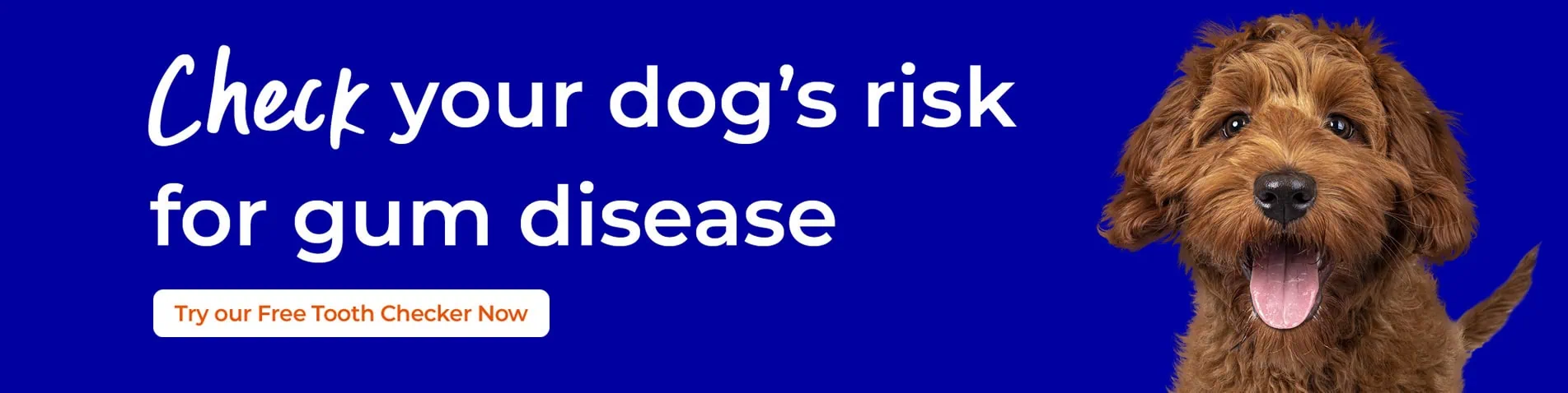 Dog Dental Care | Gower Vets Swansea