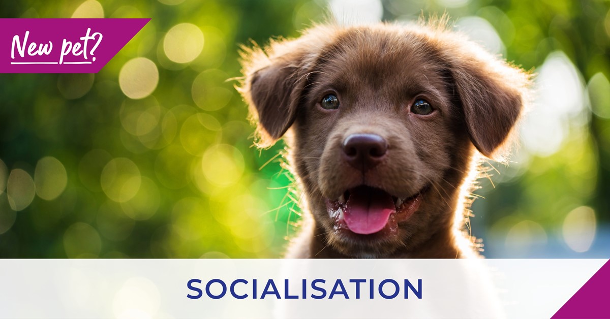 Poster for puppy Socialisation