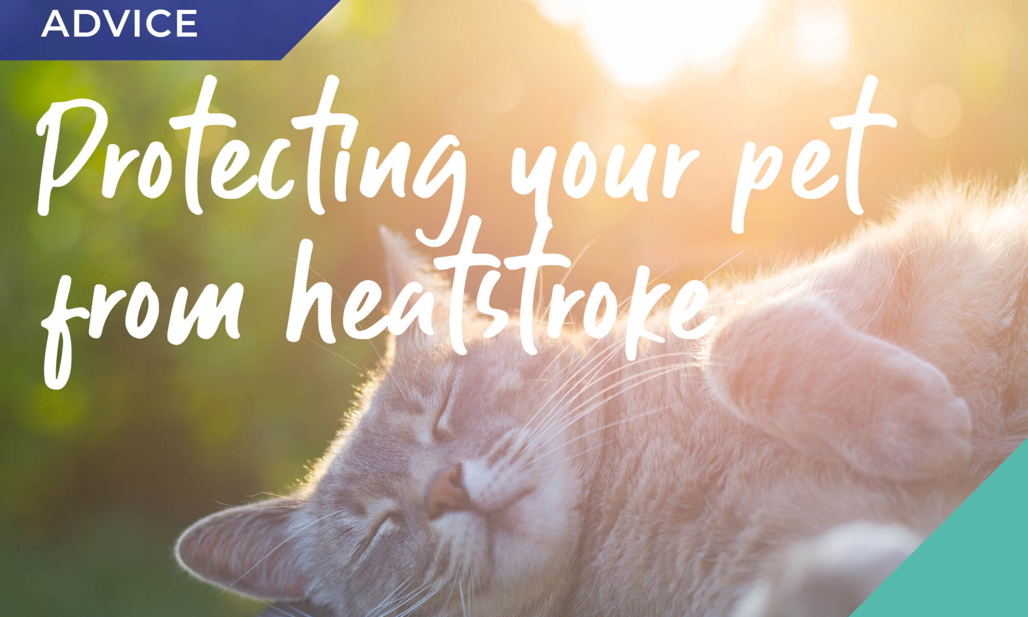 A cat snoozing in the sun