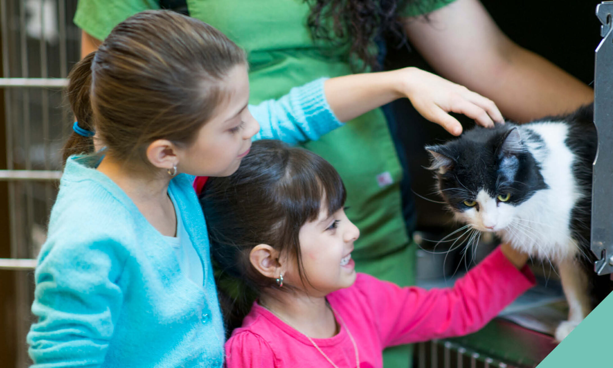 Two little girls stroking a black and white cat