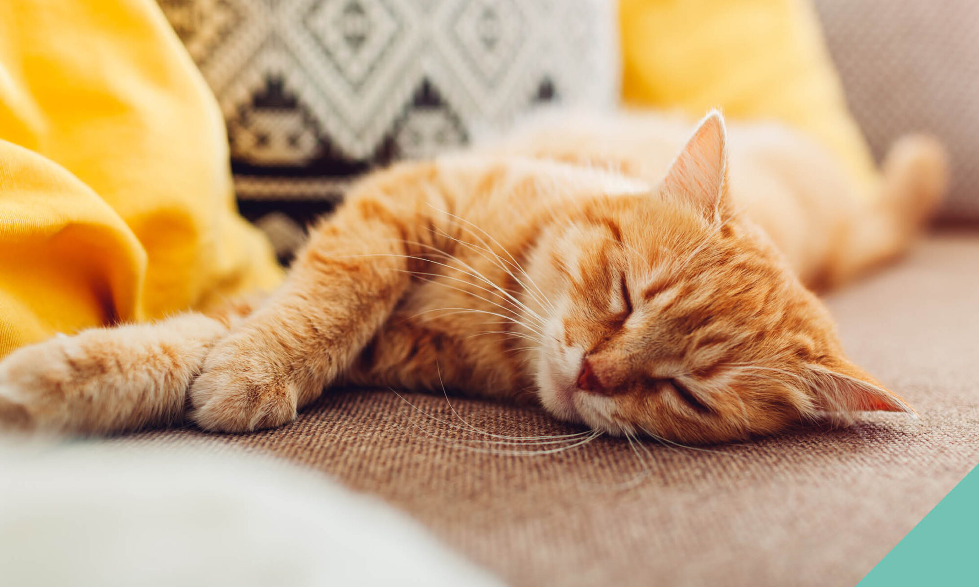 A ginger cat lying down