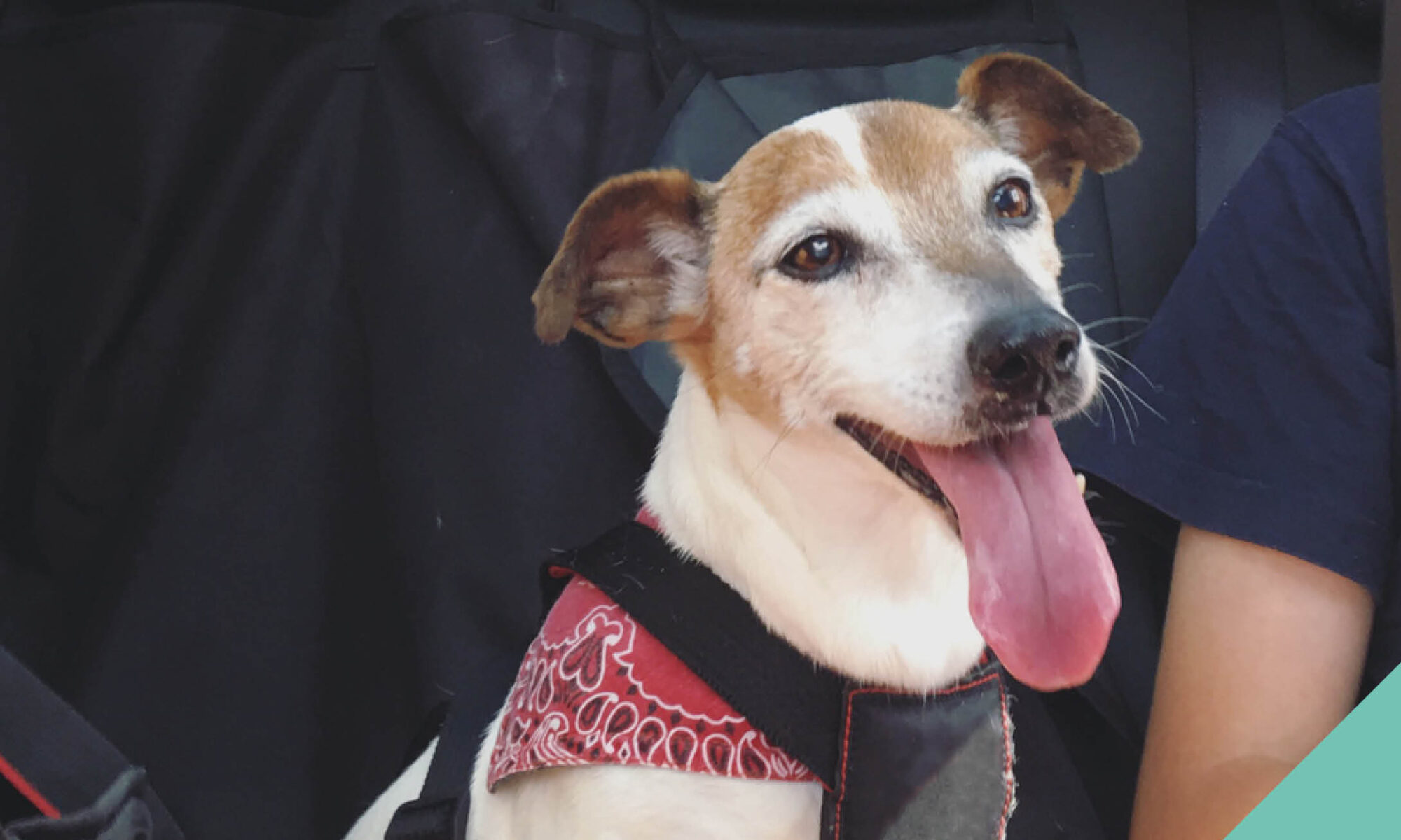 A dog with his tongue out sitting in a car harness