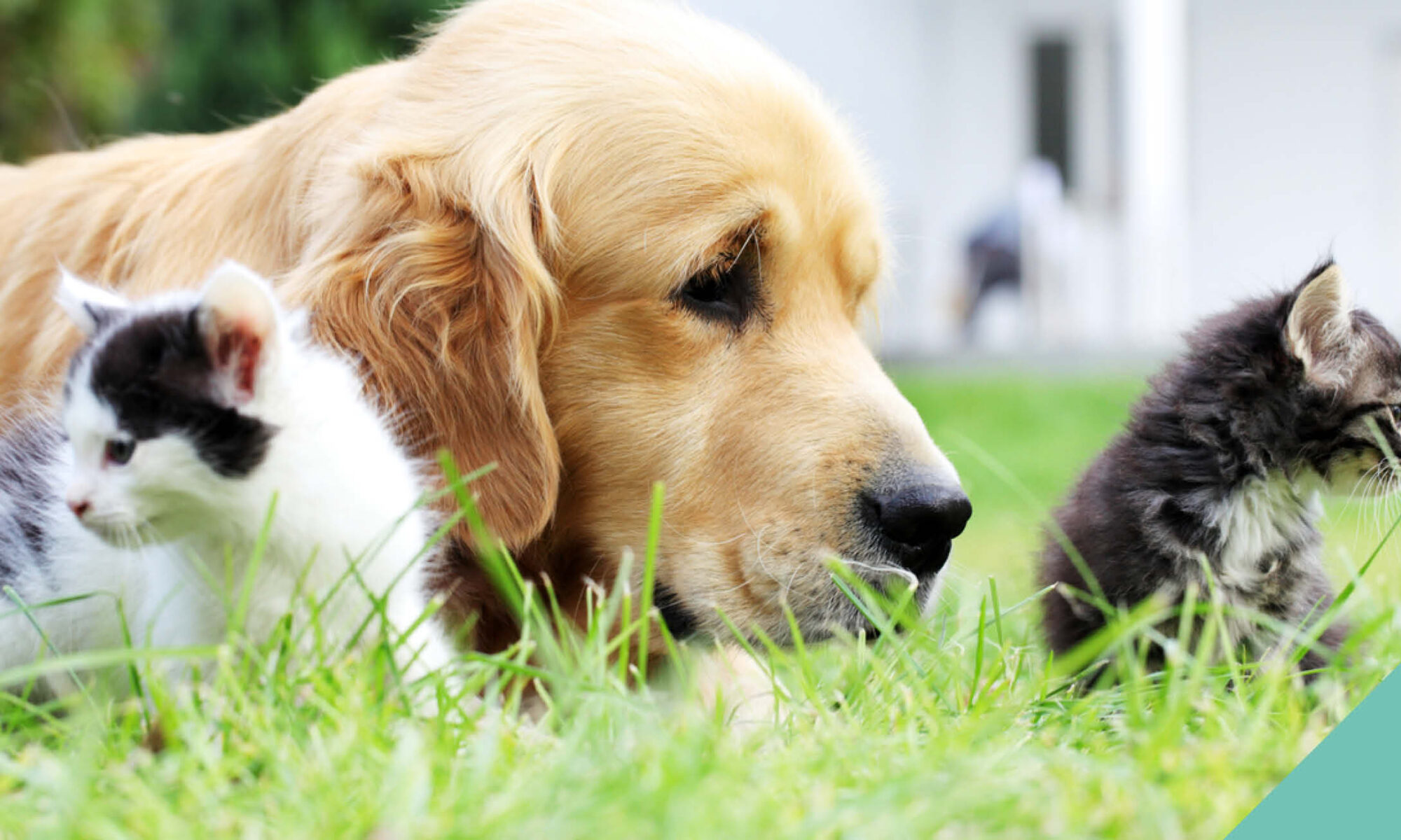 A golden retriever and two cats