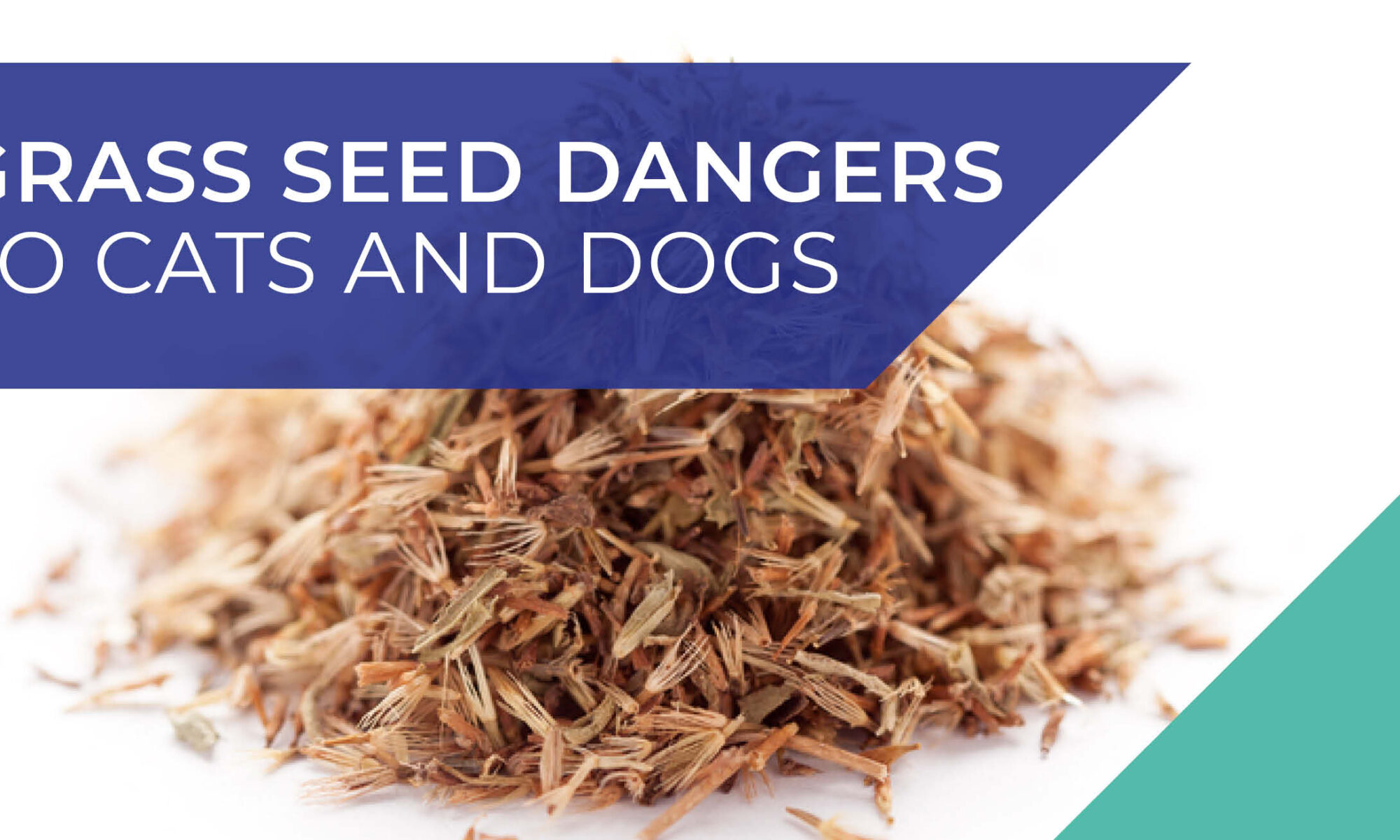 Grass Seed dangers to cats and dogs