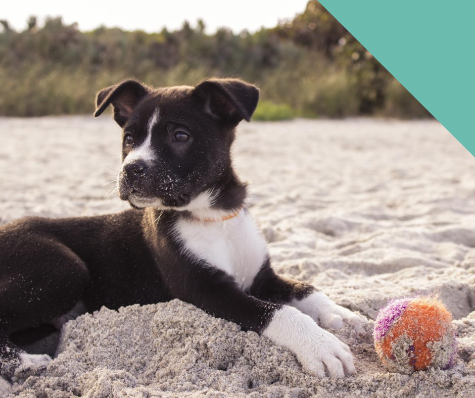 A black and white puppy lying on the sand
