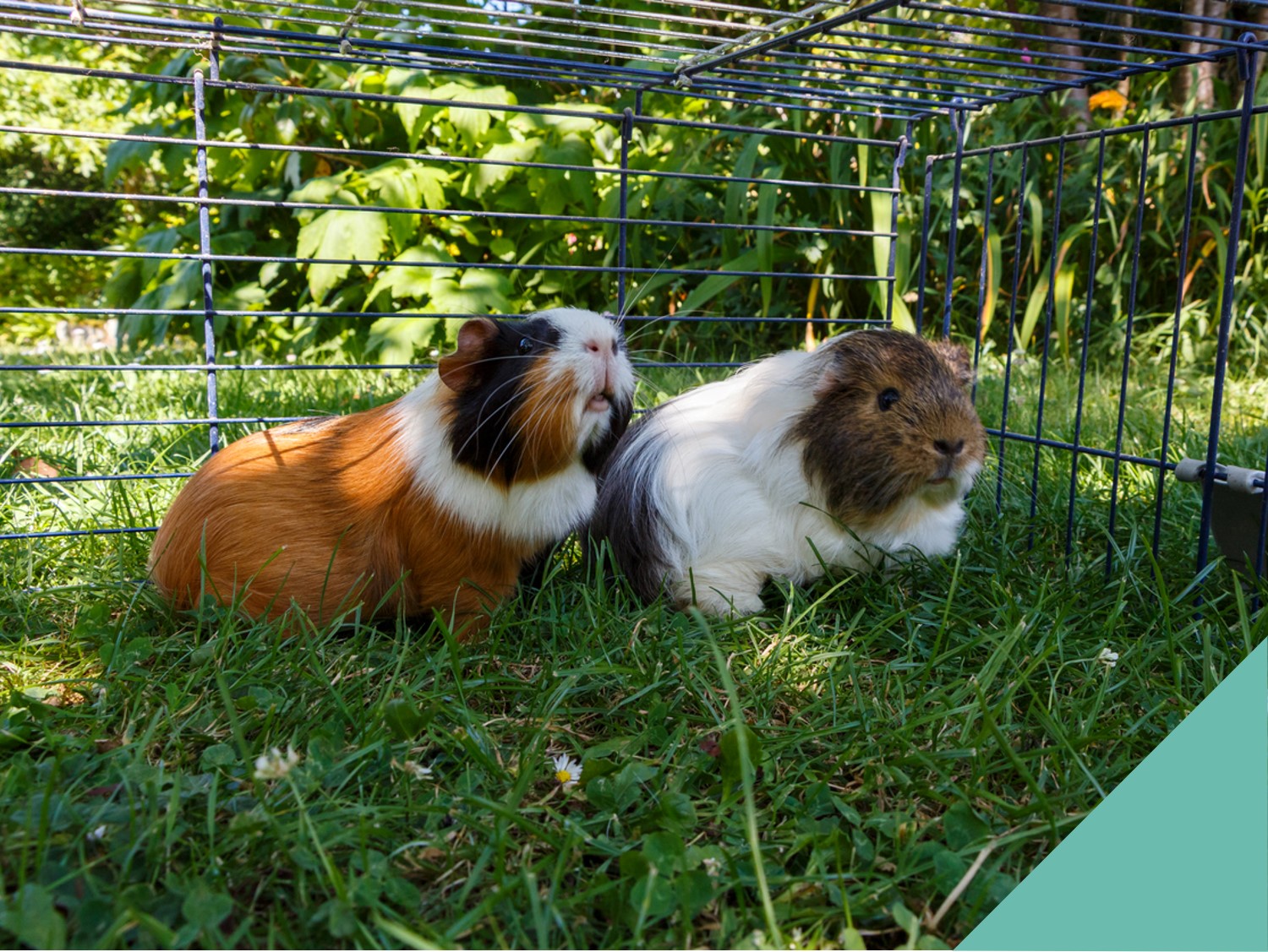 Two guinea pigs outside in a cage
