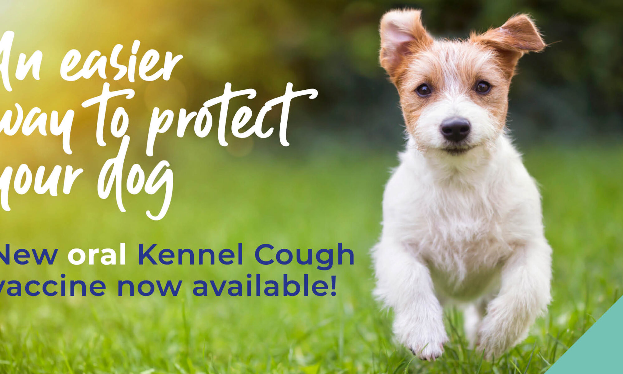 A little brown and white dog running in the grass