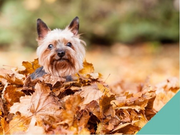 Little dog sitting in autumn leaves