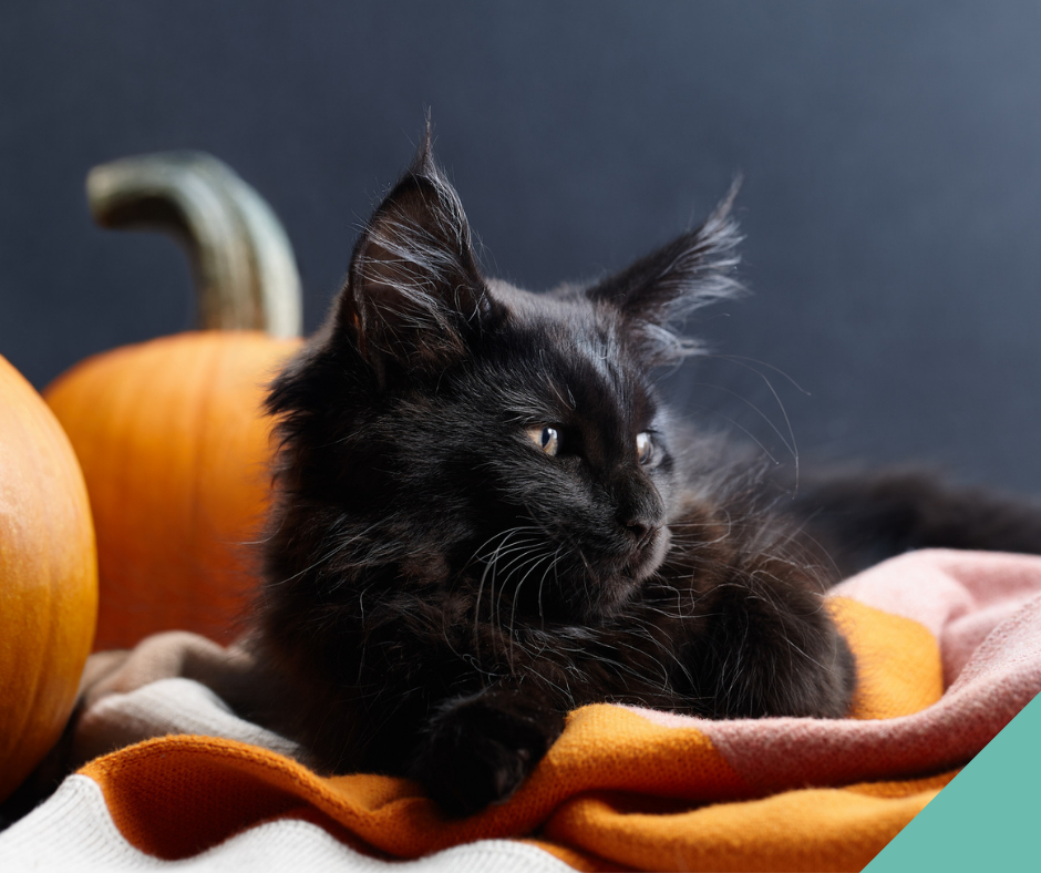 A black cat lying by a pumpkin