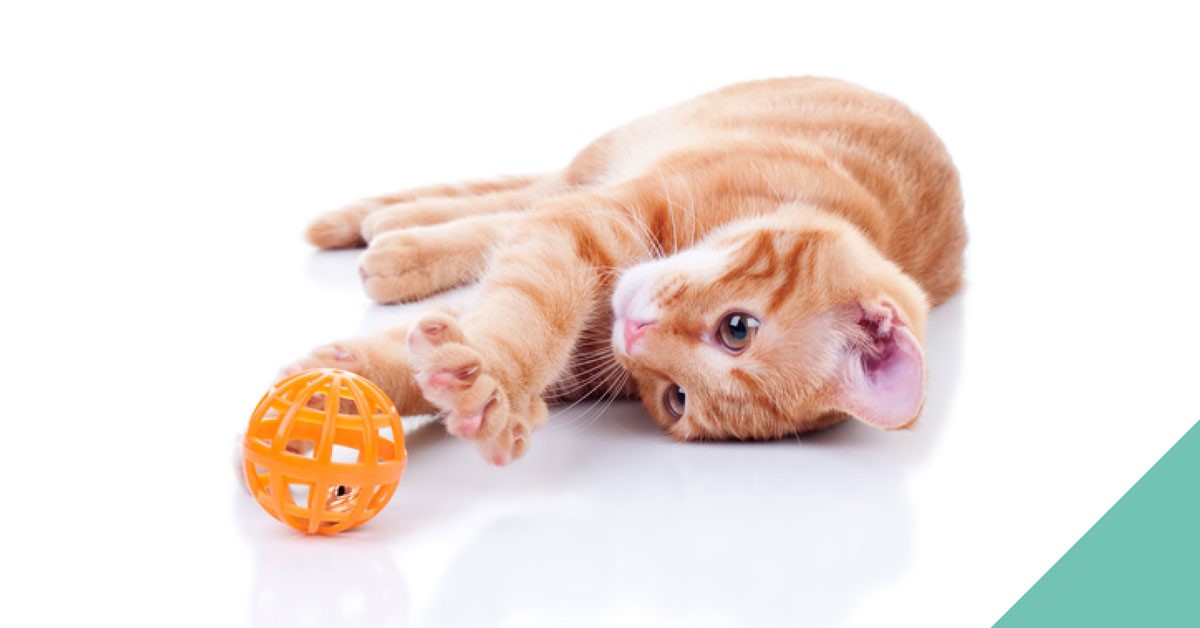 A ginger cat lying down playing with an orange ball
