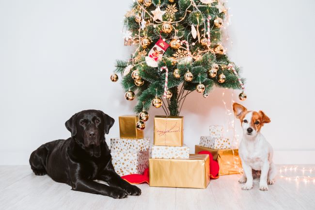 Two dogs lying by a Christmas tree