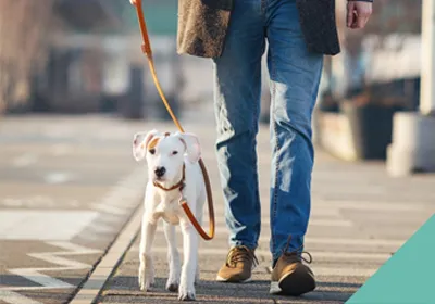 road safety week intro